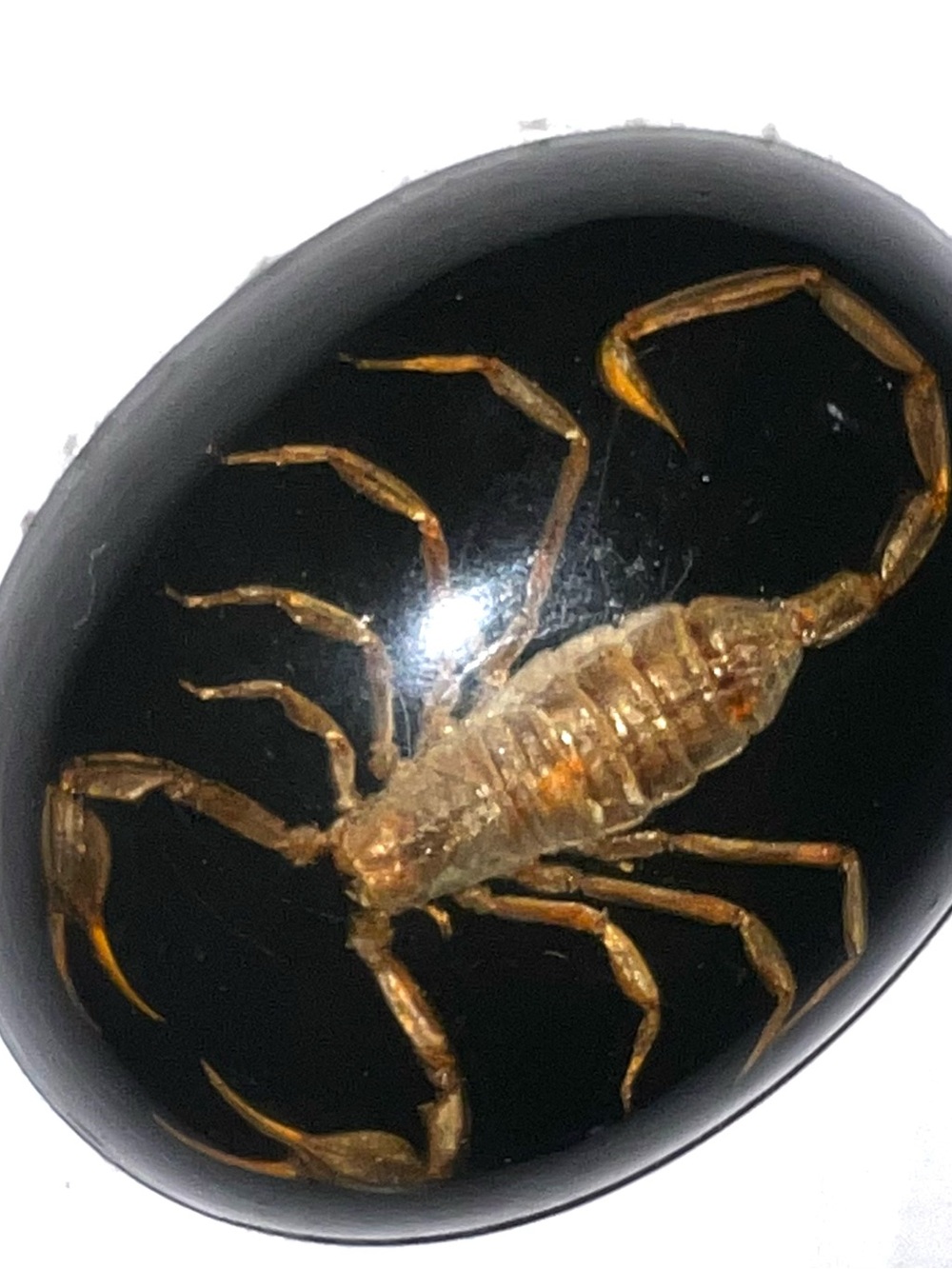 Resin Scorpion Accent Dome - Black and Brown Display Accent